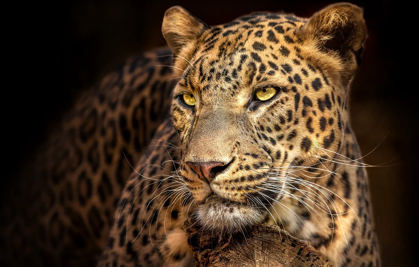 Photo wallpaper look, face, the dark background, portrait, leopard, handsome