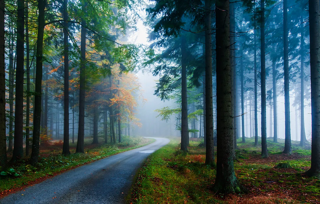 Photo wallpaper road, autumn, trees, nature, fog, trunks, Forest, ate