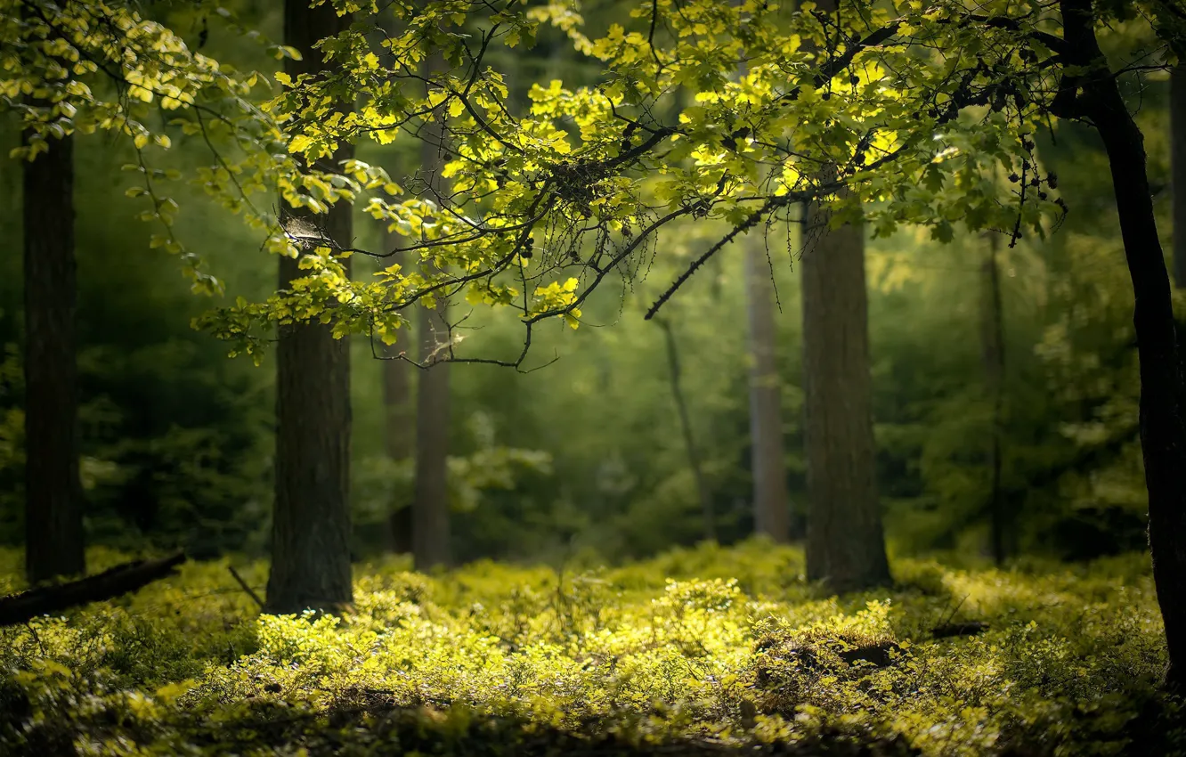 Photo wallpaper forest, nature, spring
