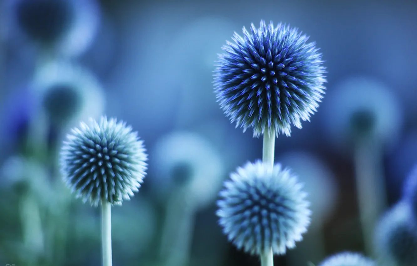 Photo wallpaper flowers, mood, color, plants. blue, macro)