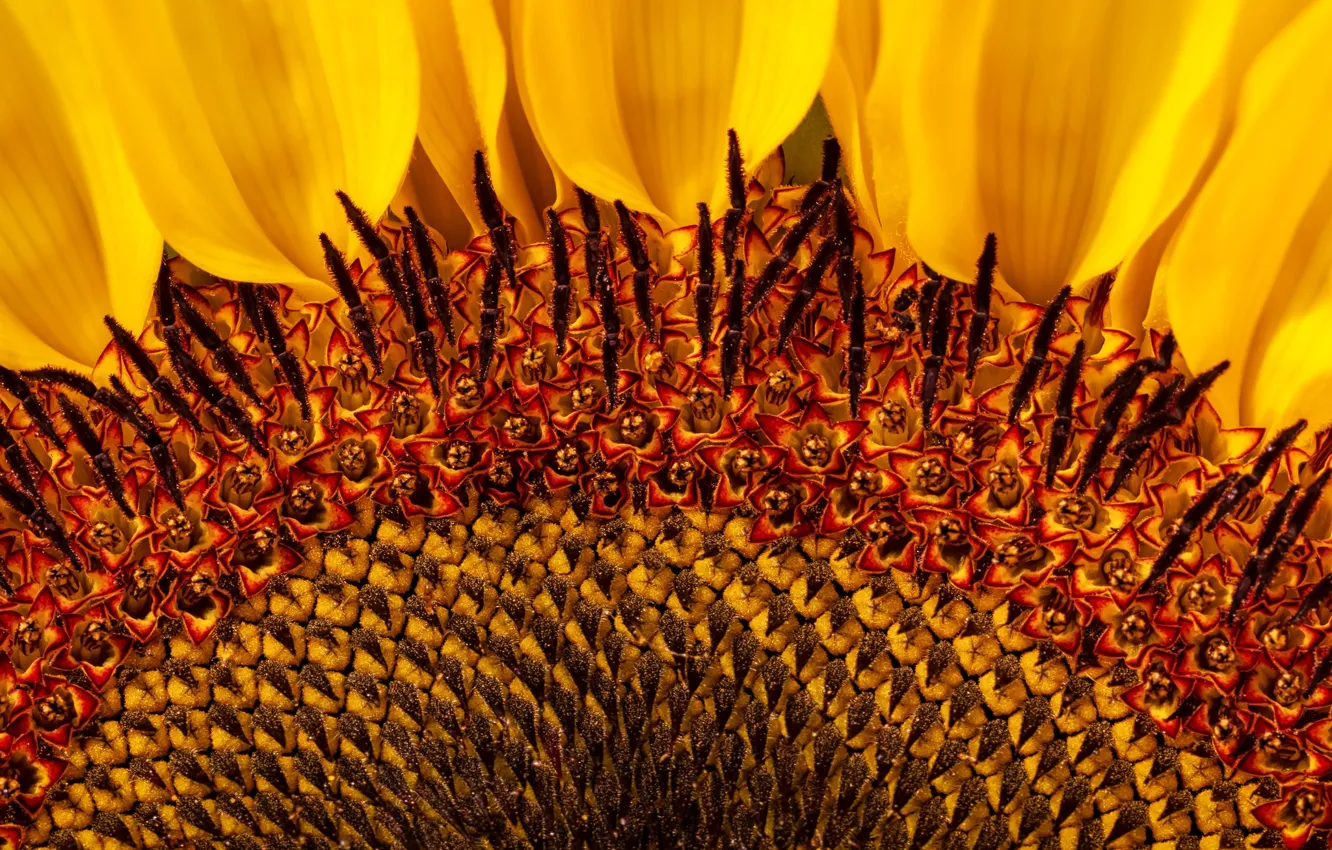 Photo wallpaper macro, sunflowers, flowers