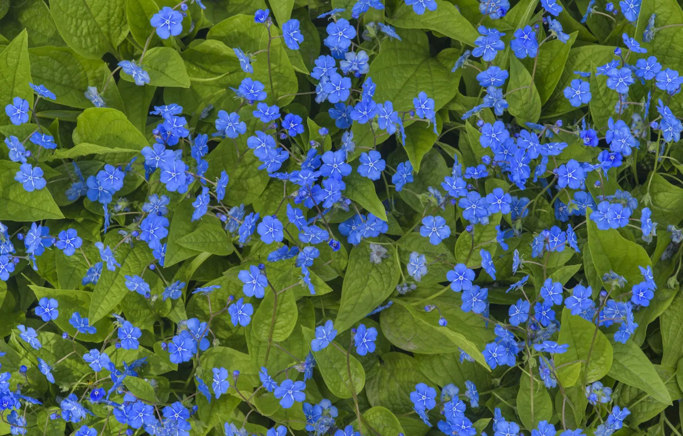 Photo wallpaper flowerbed, forget-me-nots, blue flowers