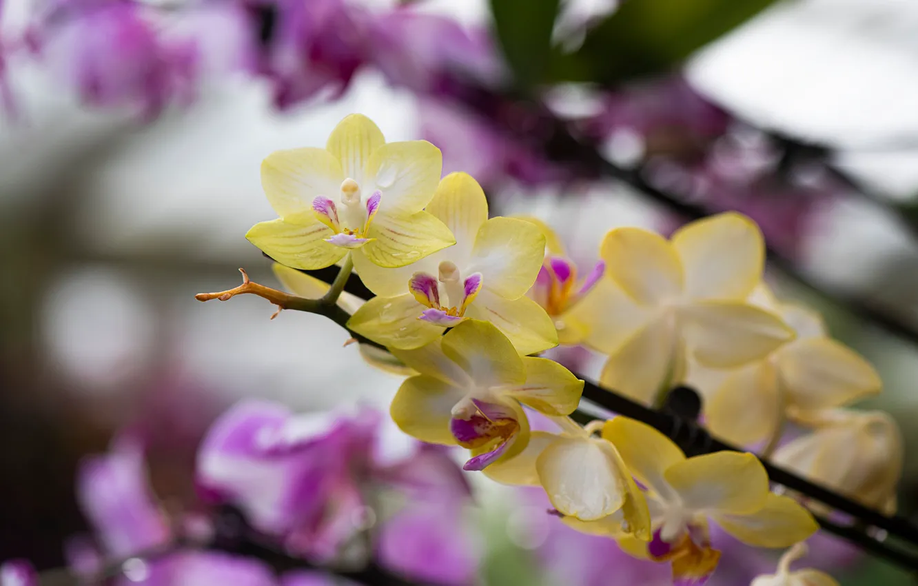 Photo wallpaper branches, yellow, blur, pink, Orchid, bokeh