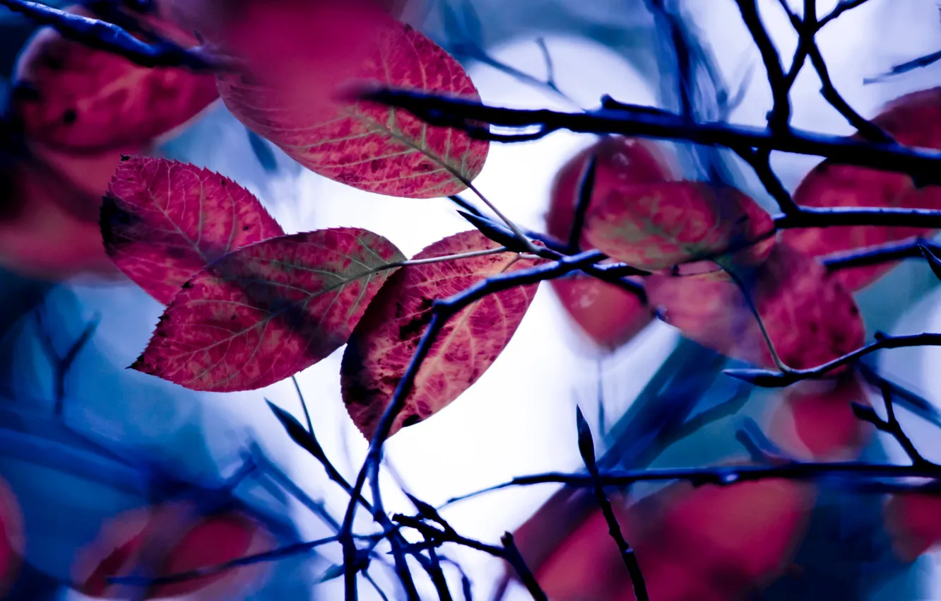 Photo wallpaper autumn, leaves, branches, the crimson