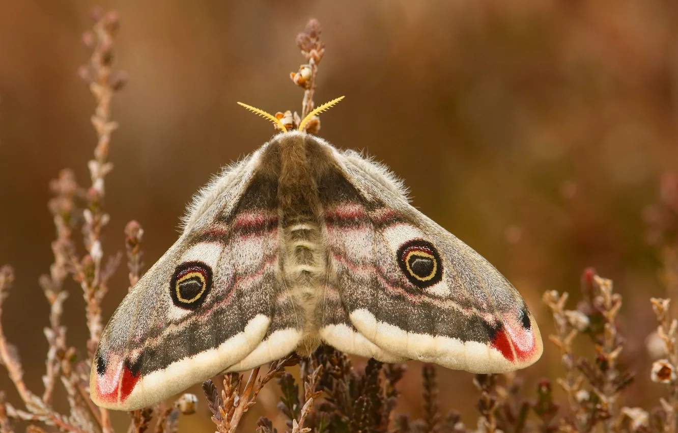 Photo wallpaper macro, butterfly, Emperor moth