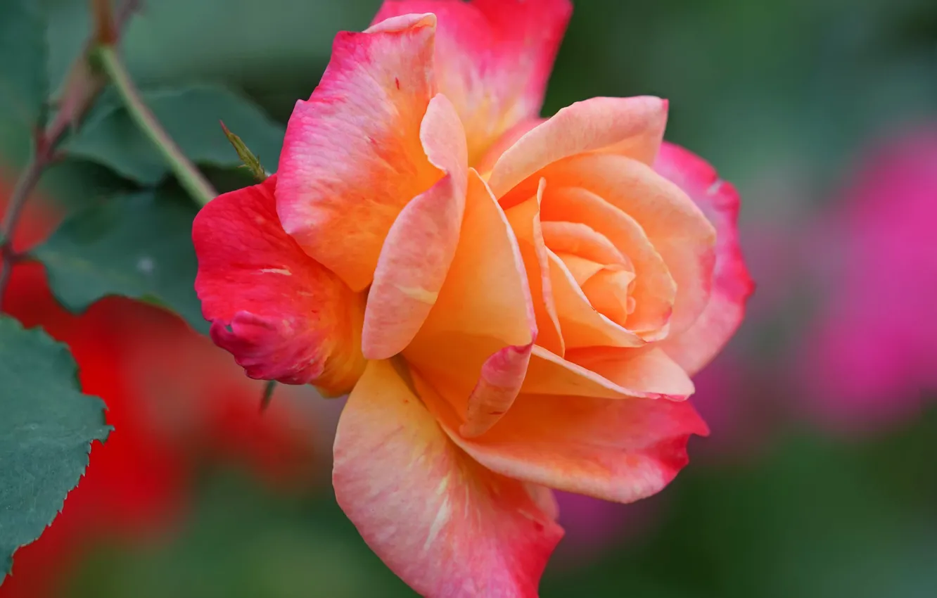 Photo wallpaper macro, close-up, roses, petals