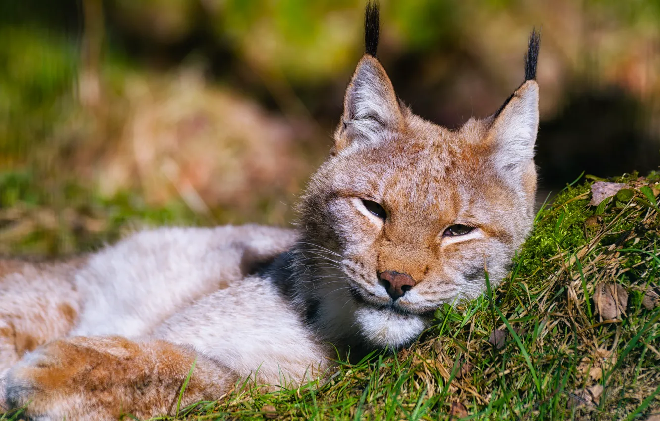 Photo wallpaper grass, look, face, light, background, portrait, lies, lynx