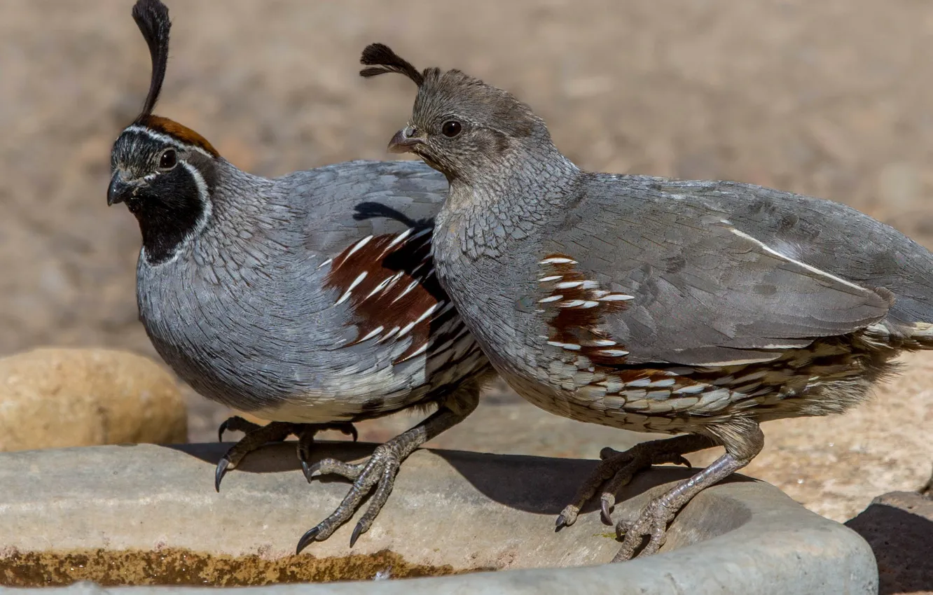 Photo wallpaper bird, pair, common quail crested