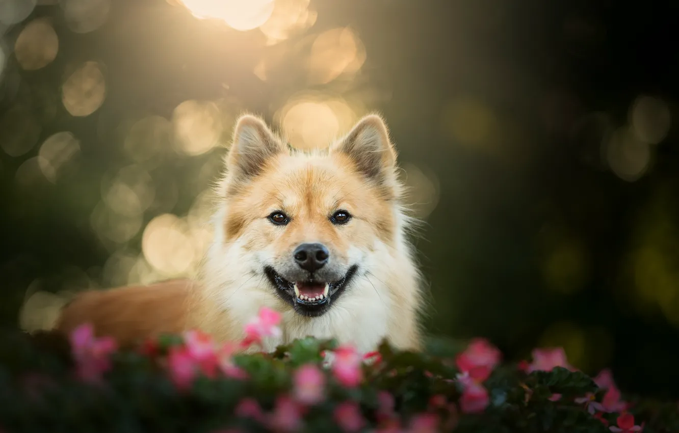 Photo wallpaper look, face, dog, bokeh, The eurasier