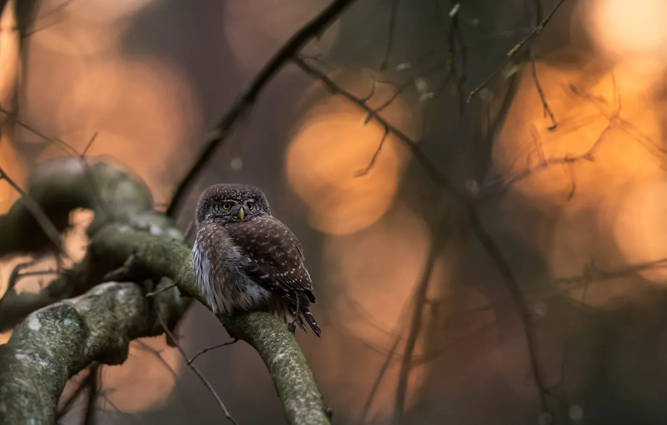 Photo wallpaper look, light, branches, nature, tree, owl, bird, bokeh