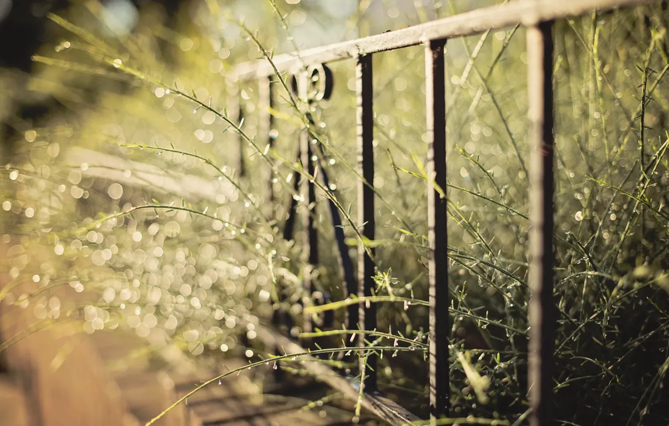 Photo wallpaper grass, macro, the fence