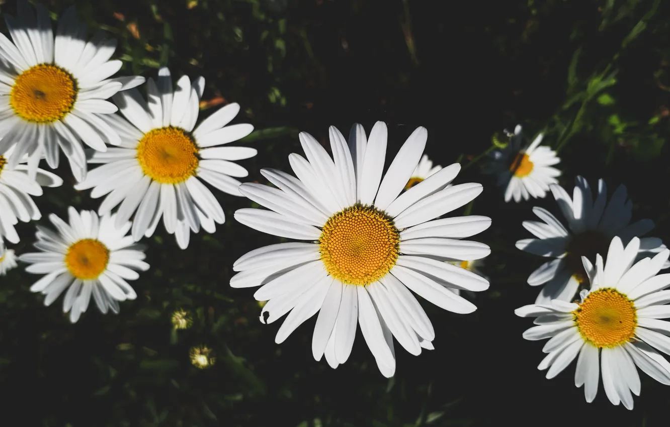 Photo wallpaper summer, flowers, nature, chamomile, nature, flowers