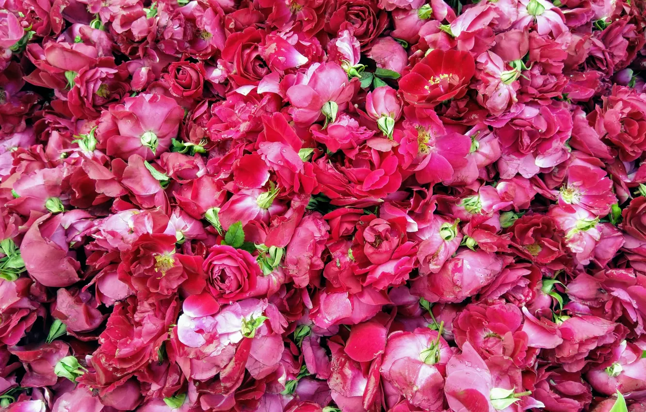 Photo wallpaper flowers, rose, petals, Bud