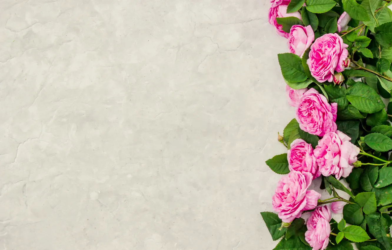 Photo wallpaper flowers, roses, petals, pink, wood, pink, flowers, petals