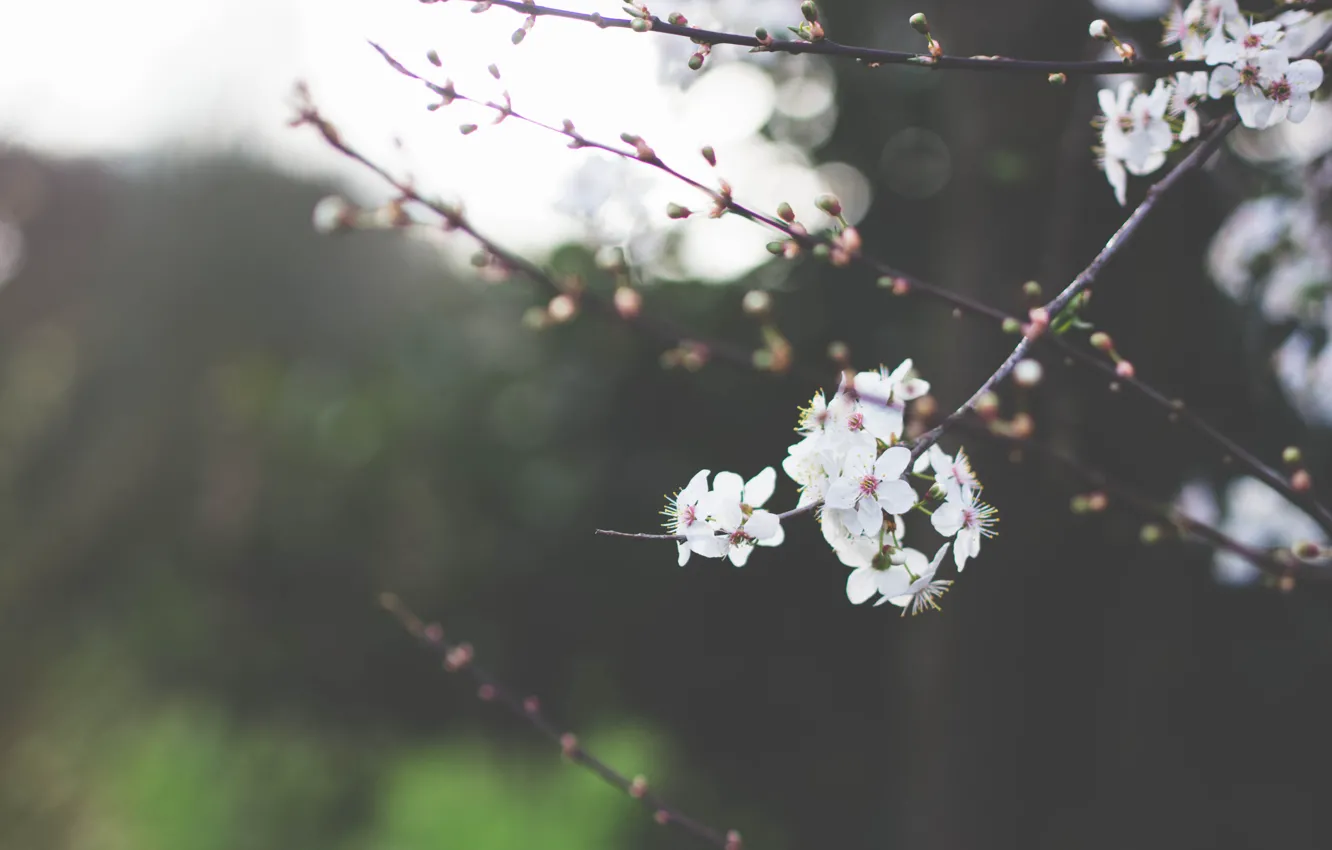 Photo wallpaper greens, the sky, macro, trees, flowers, branches, nature, cherry