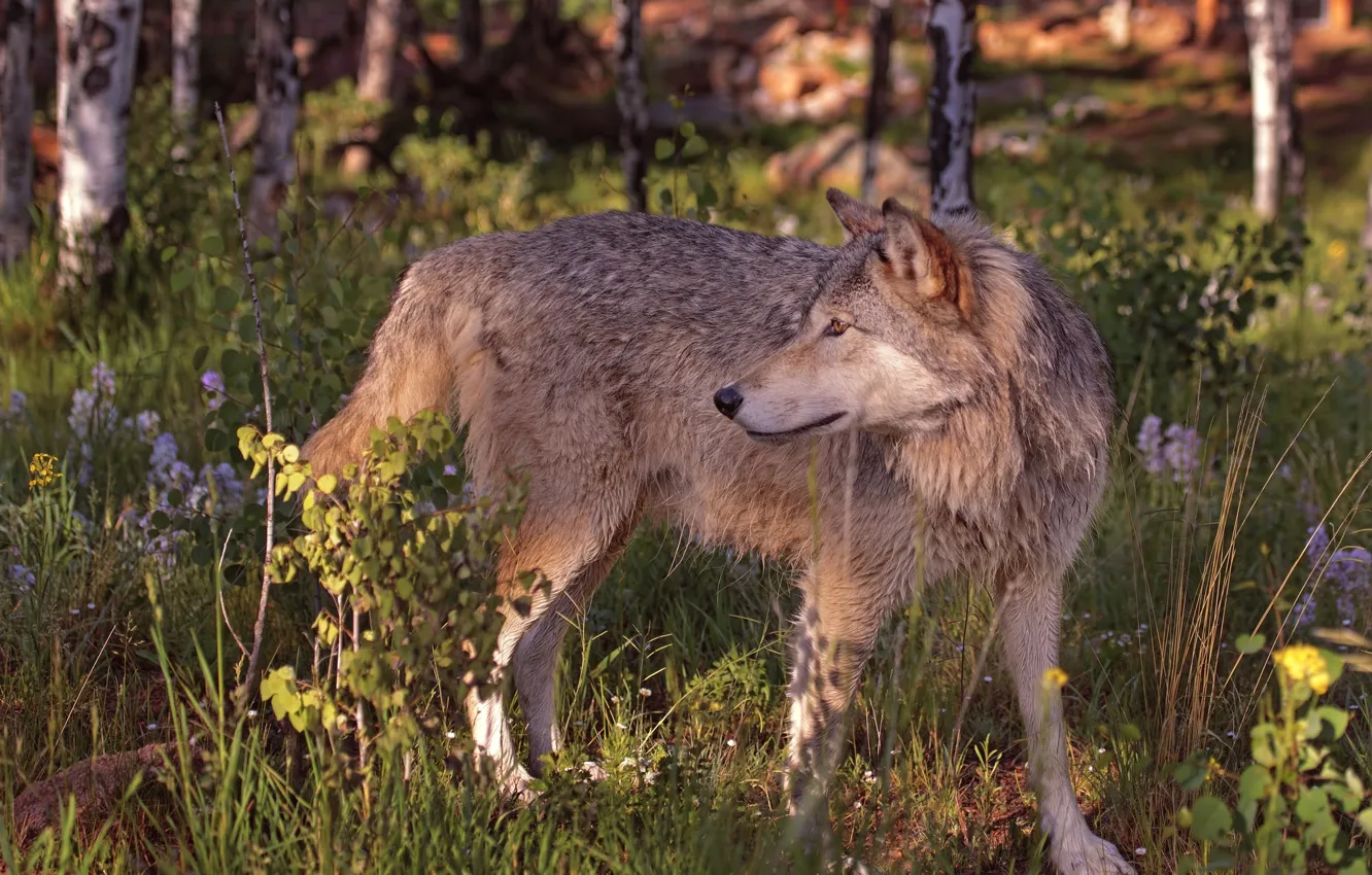 Photo wallpaper summer, wolf, predator