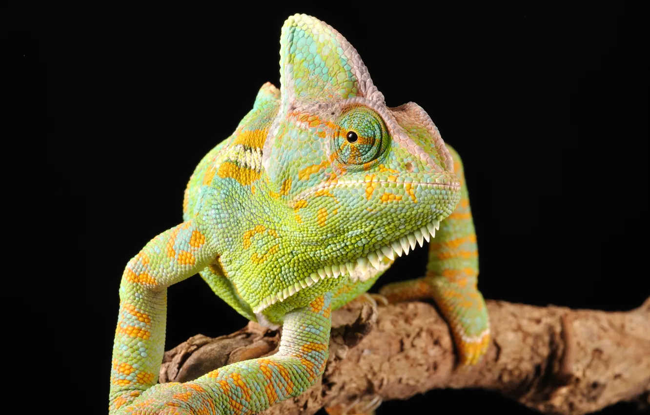 Photo wallpaper eyes, chameleon, color, branch