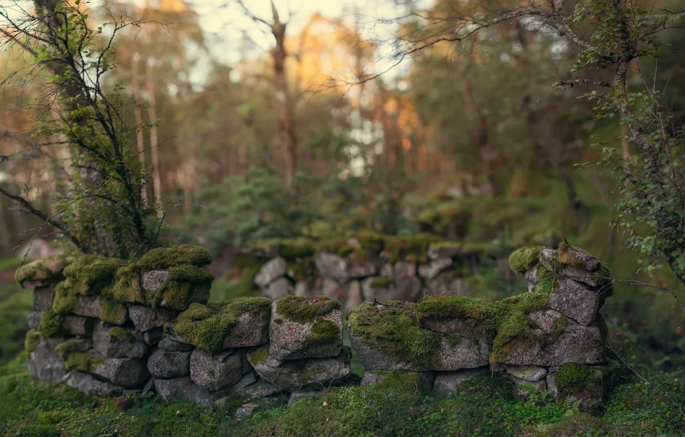 Photo wallpaper forest, trees, stones, thickets, moss, masonry, abandonment