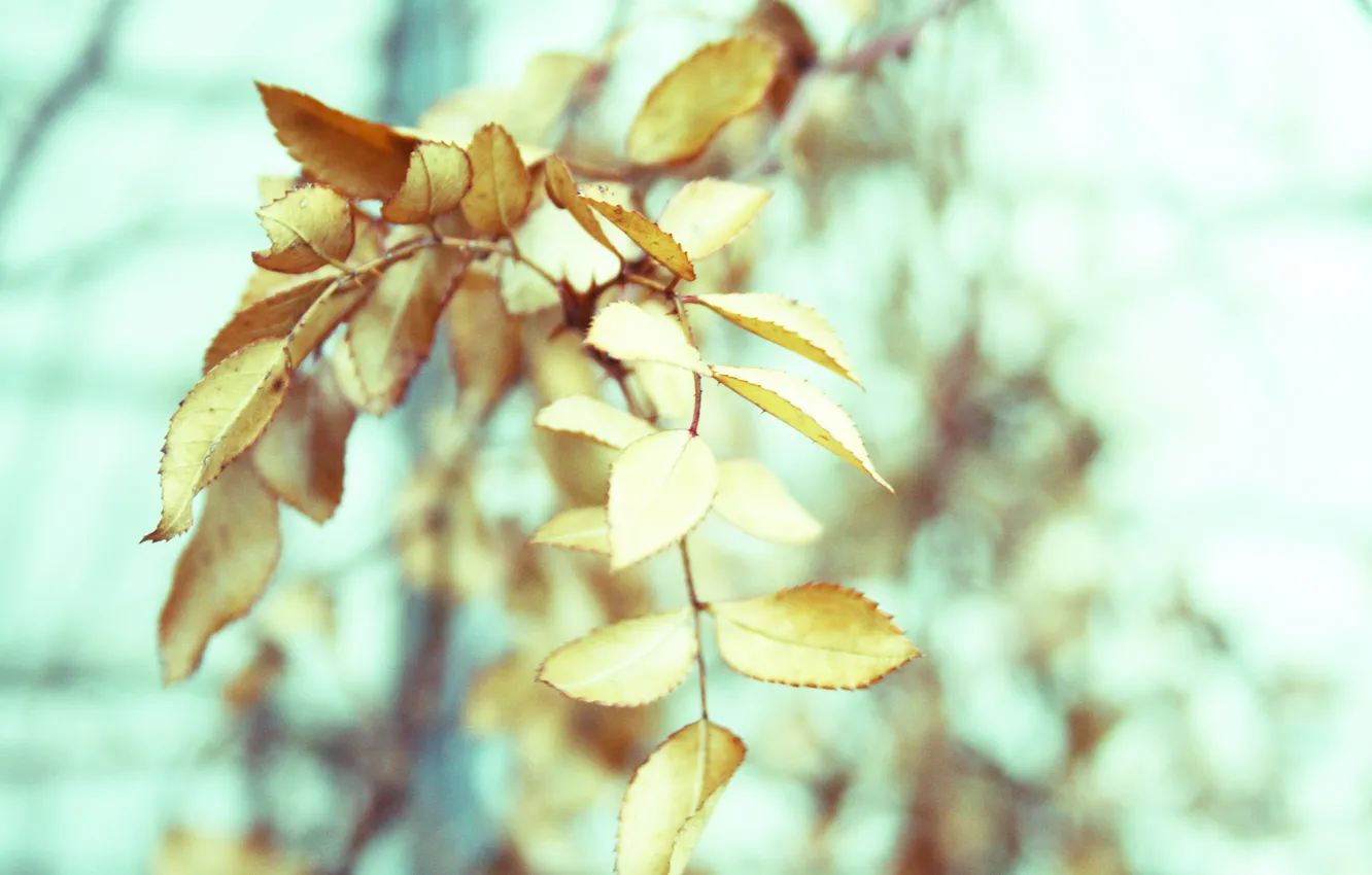 Photo wallpaper leaves, branch, yellow