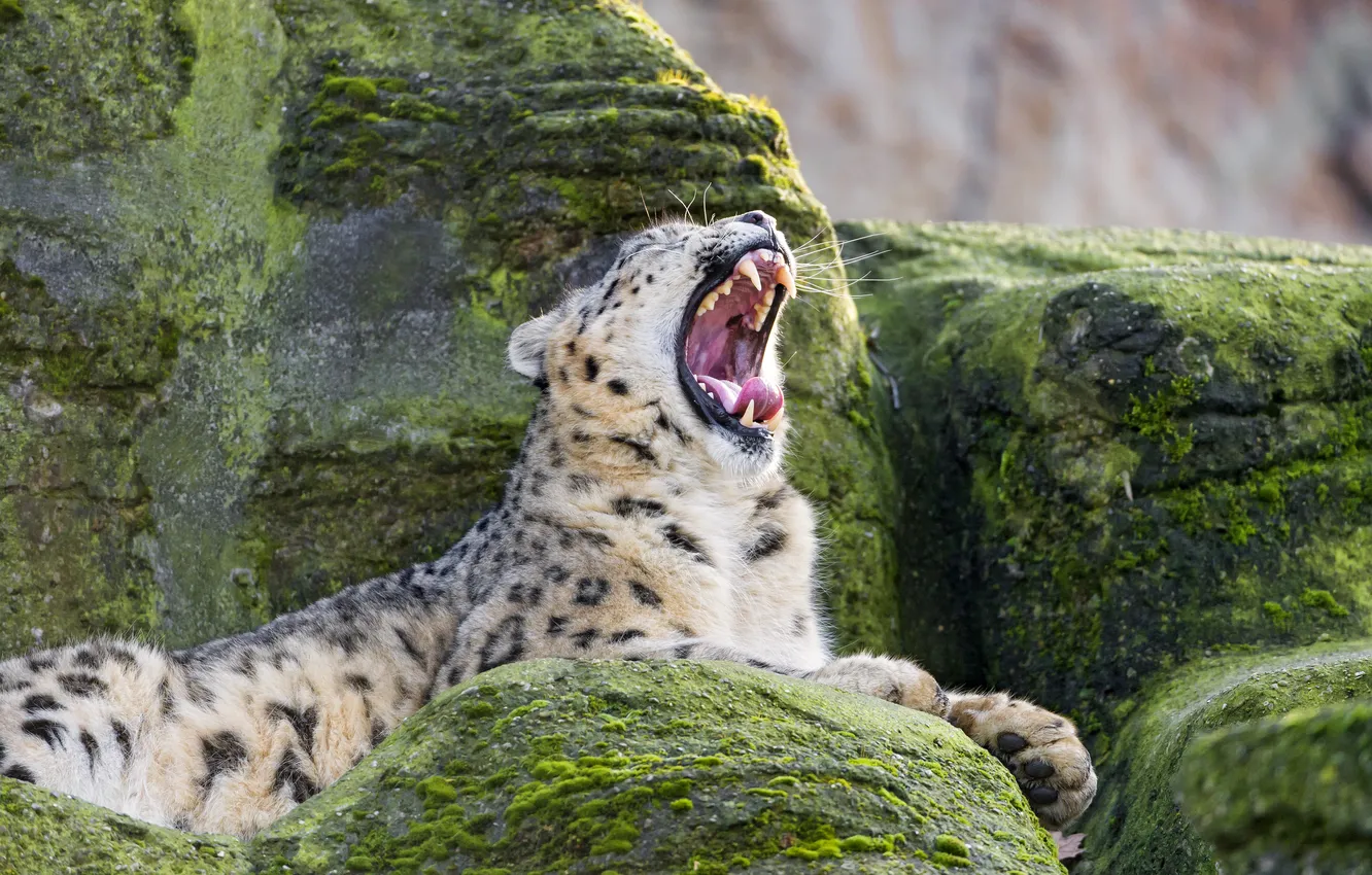 Photo wallpaper cat, stones, moss, mouth, IRBIS, snow leopard, yawns, ©Tambako The Jaguar