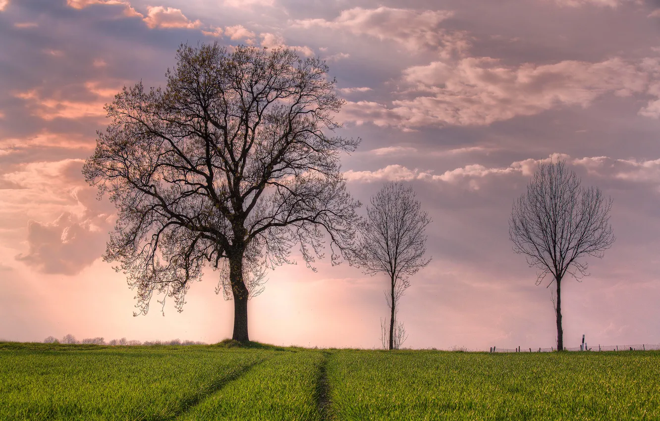 Photo wallpaper field, the sky, clouds, trees, spring