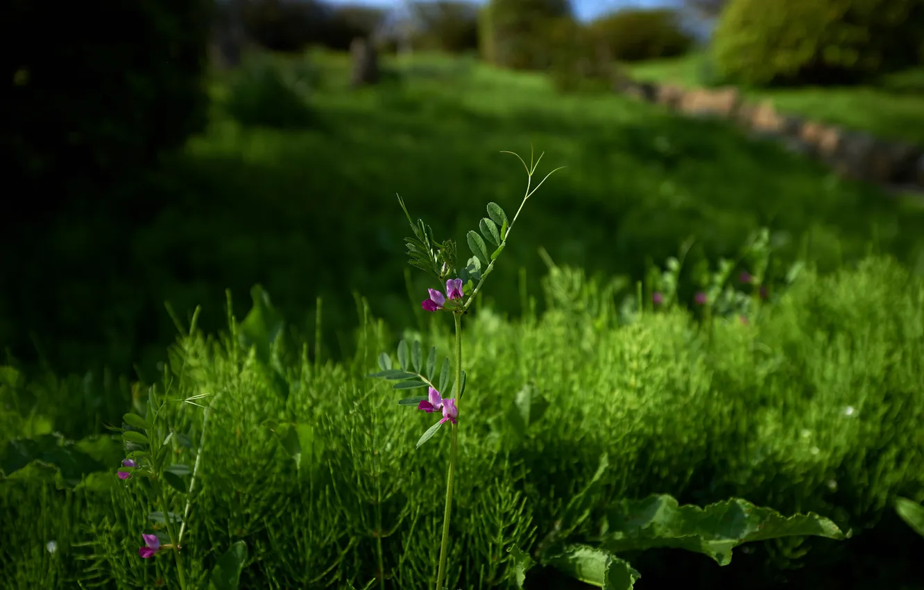 Photo wallpaper greens, grass, polka dot, wildflowers, horsetail