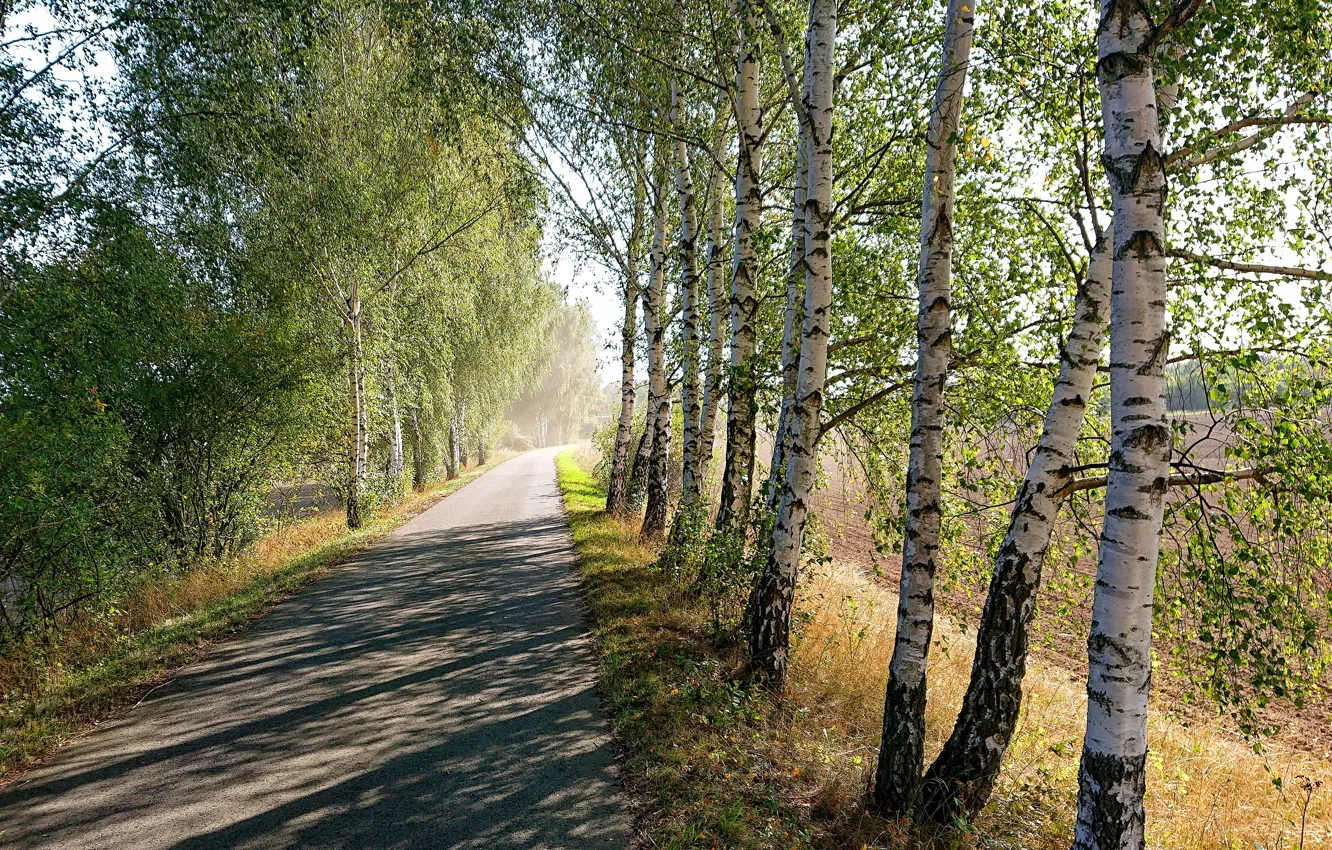 Photo wallpaper road, greens, field, summer, light, trees, branches, Park