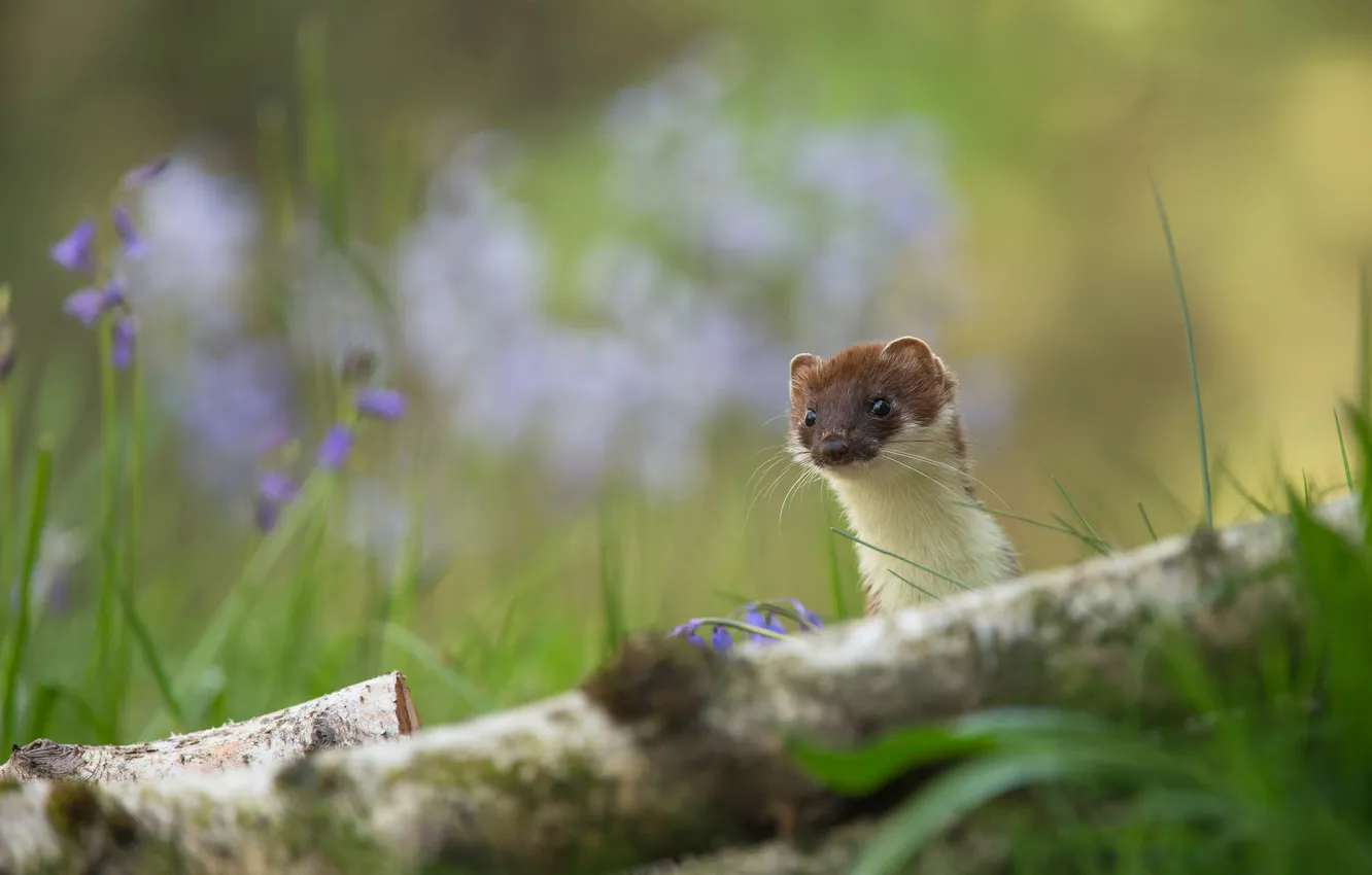 Photo wallpaper grass, look, nature, weasel, log, bells, face, bokeh