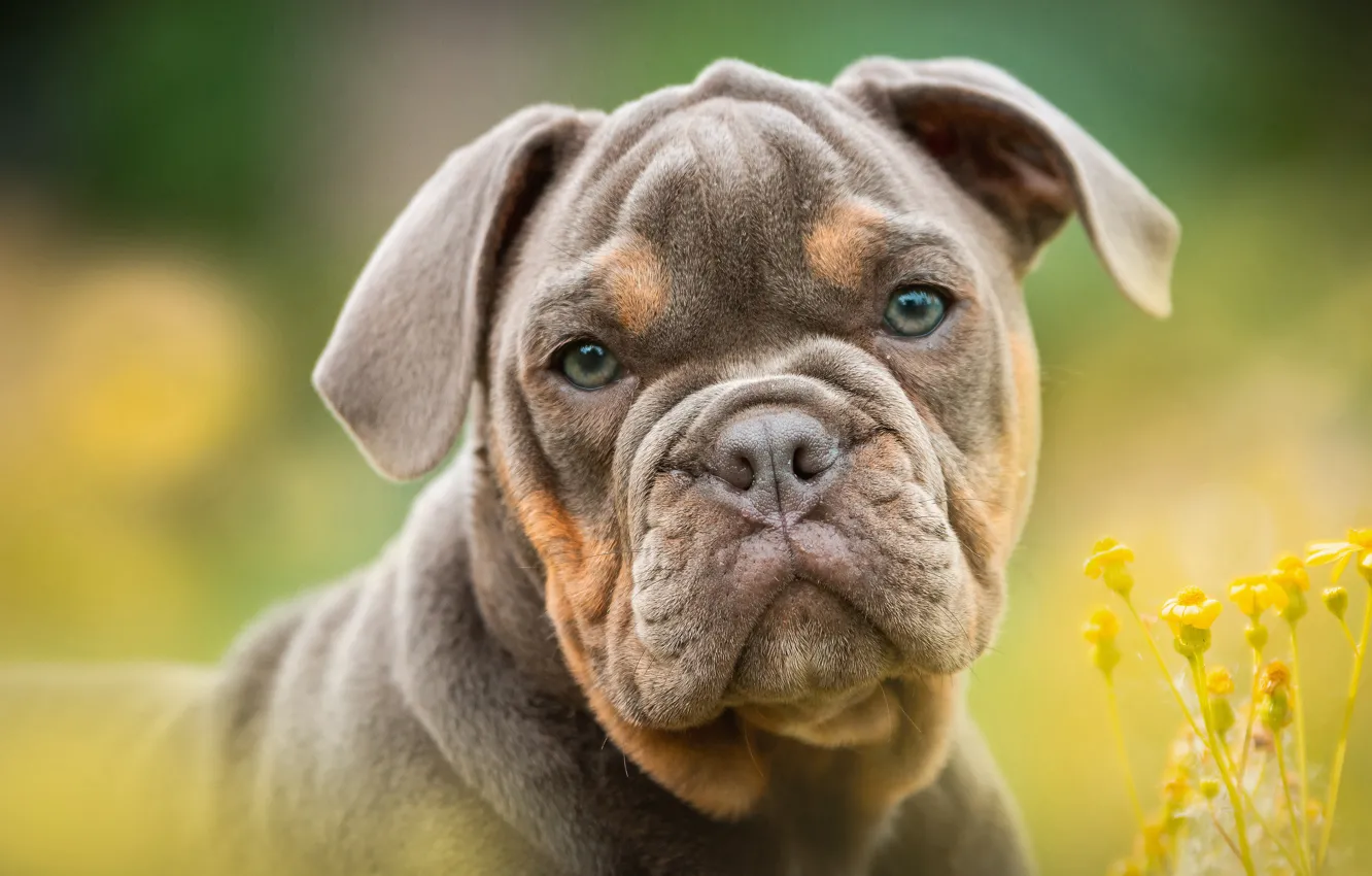 Photo wallpaper look, flowers, background, dog, puppy, bulldog, face