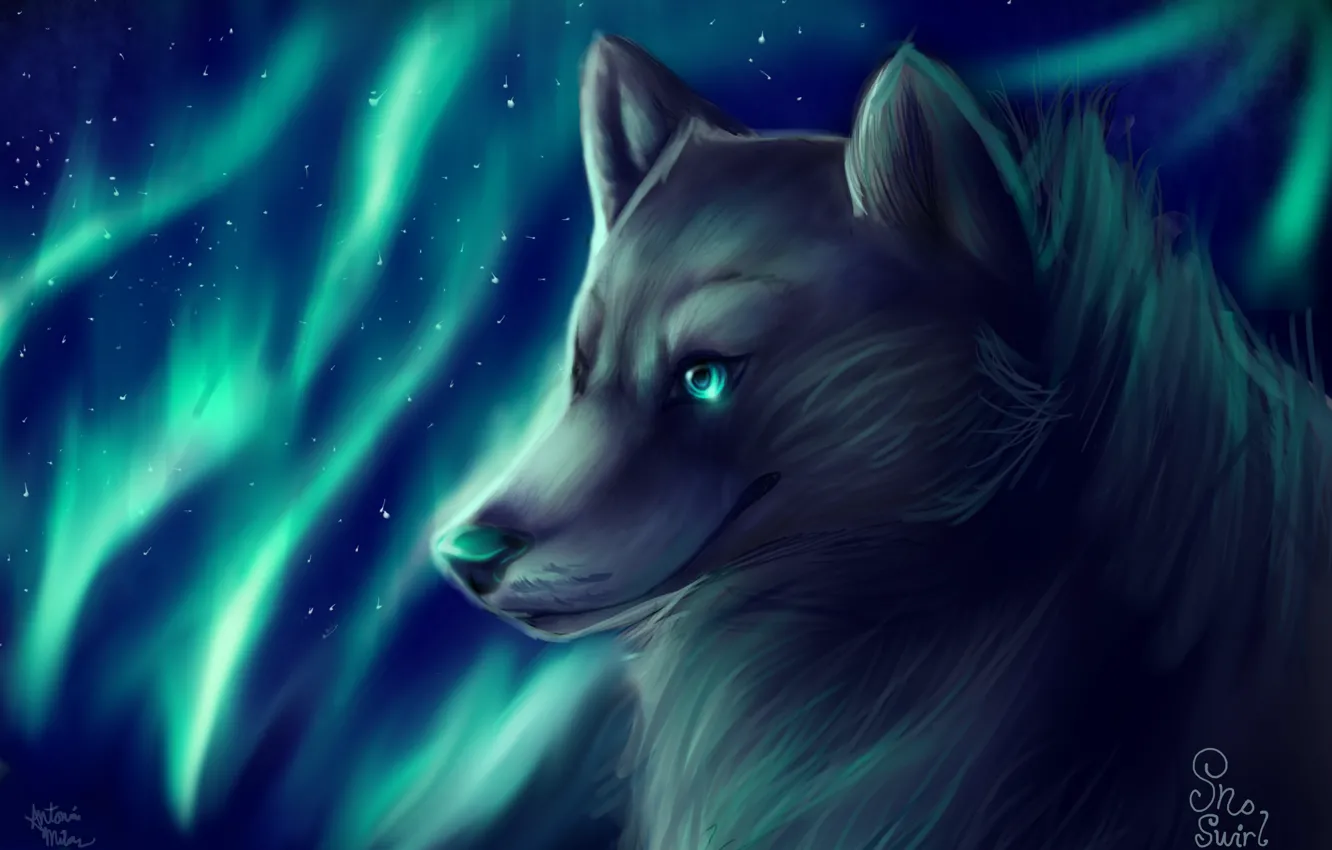 Photo wallpaper wolf, Northern lights, by SnoSwirl
