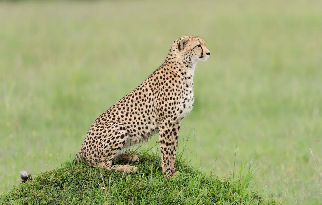 Photo wallpaper Cheetah, Kenya, cheetah, Kenya, Masai Mara, Masai Mara