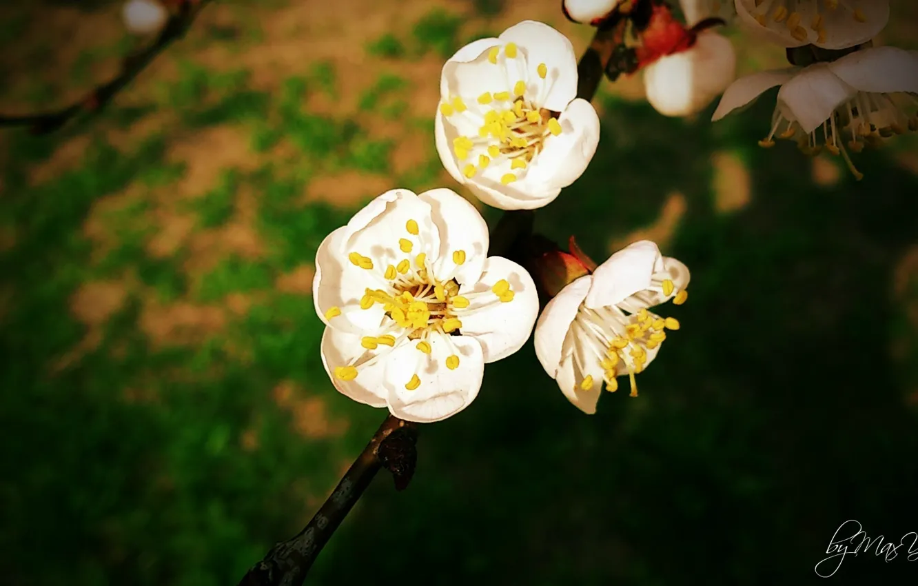 Photo wallpaper flowers, Sakura, Apple, peaches, white flower