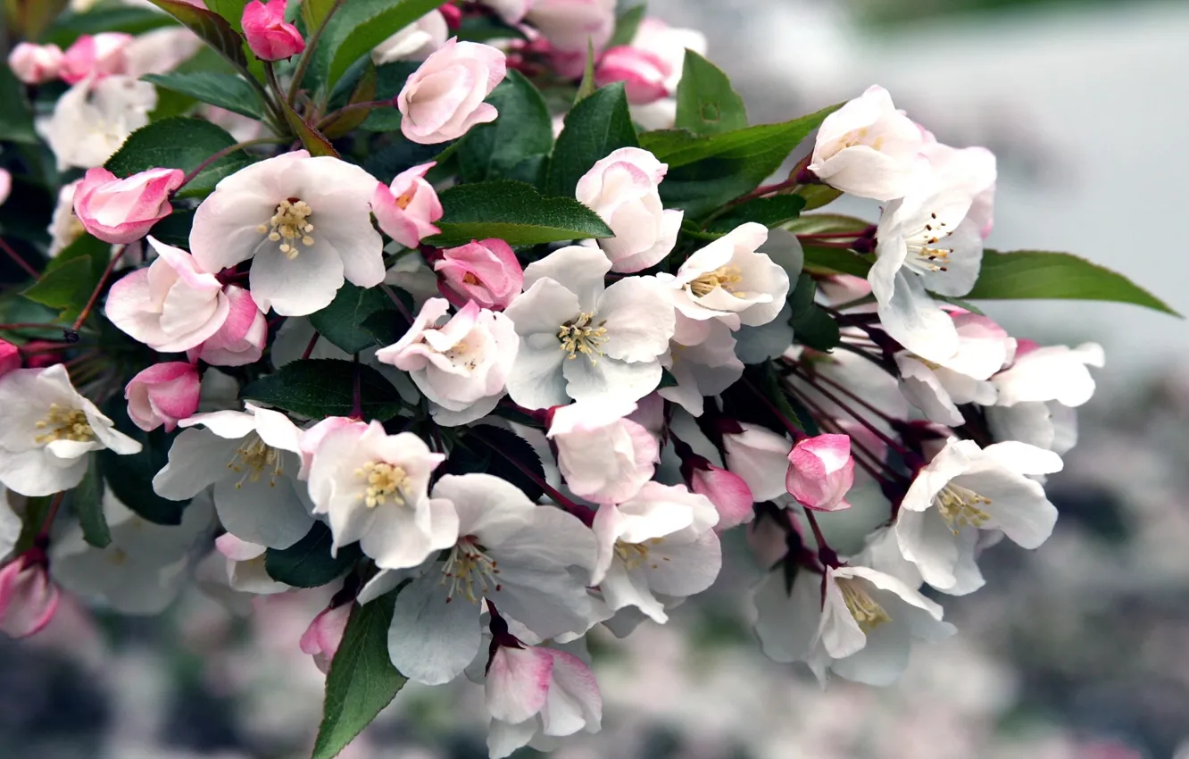 Photo wallpaper leaves, tree, spring, petals