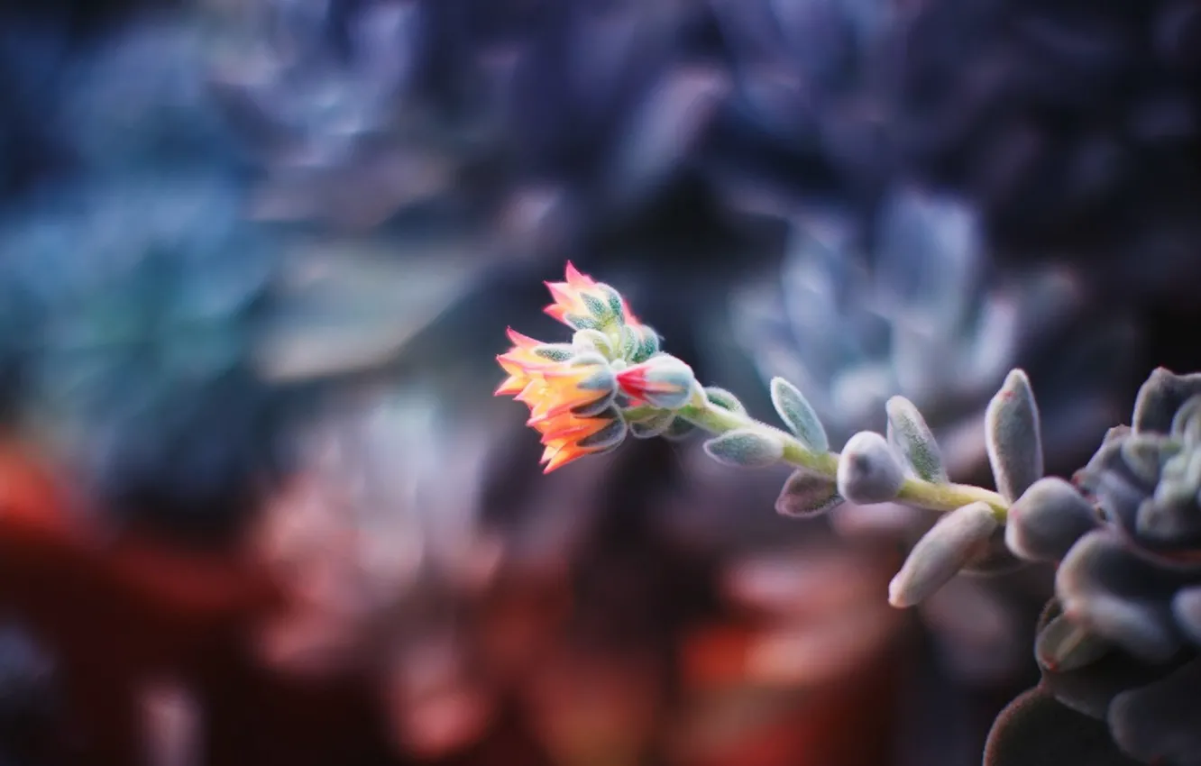 Photo wallpaper flower, tree, pink, gentle, small