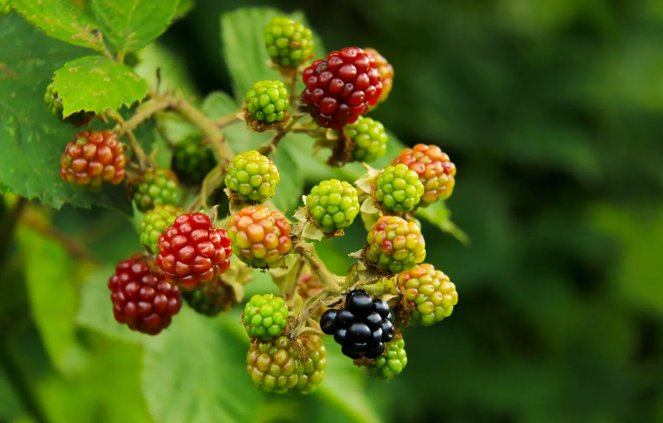 Photo wallpaper food, fruits, plant