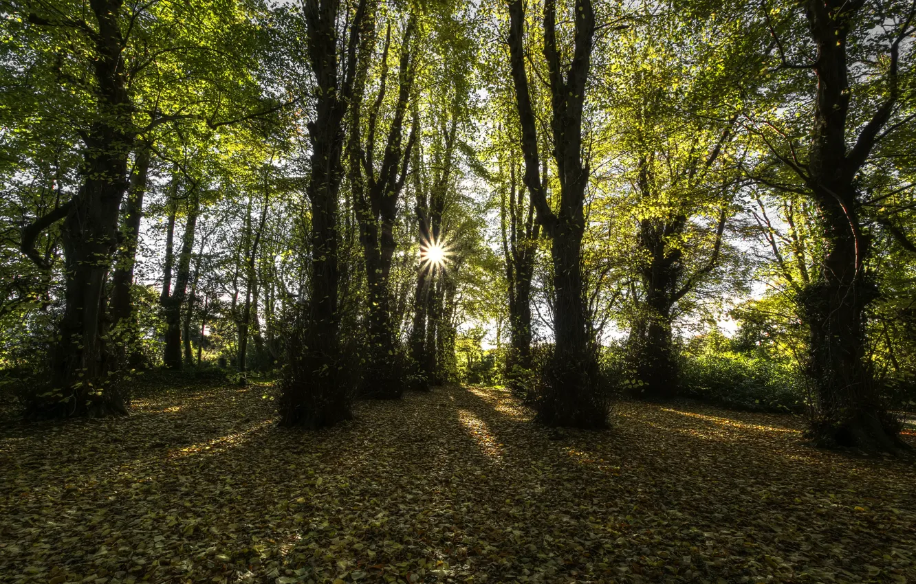 Photo wallpaper autumn, the sun, rays, County Londonderry, beech forest, Northern Ireland