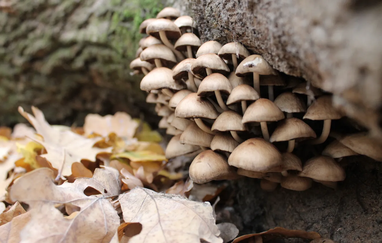 Photo wallpaper forest, tree, mushrooms