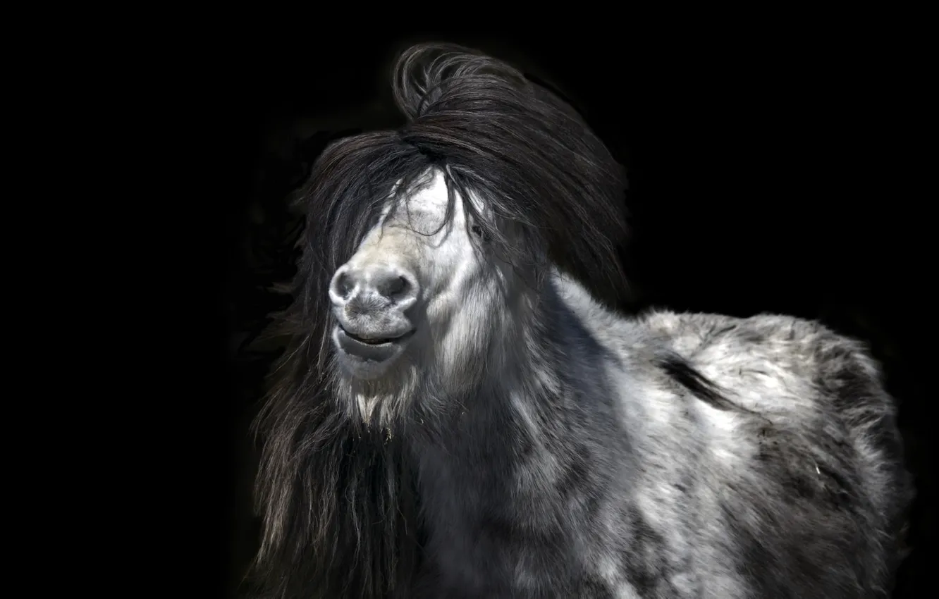 Photo wallpaper nature, background, Icelandic Pony