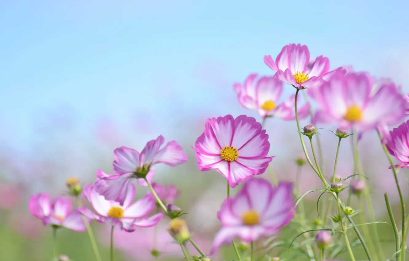 Photo wallpaper space, macro, kosmeya