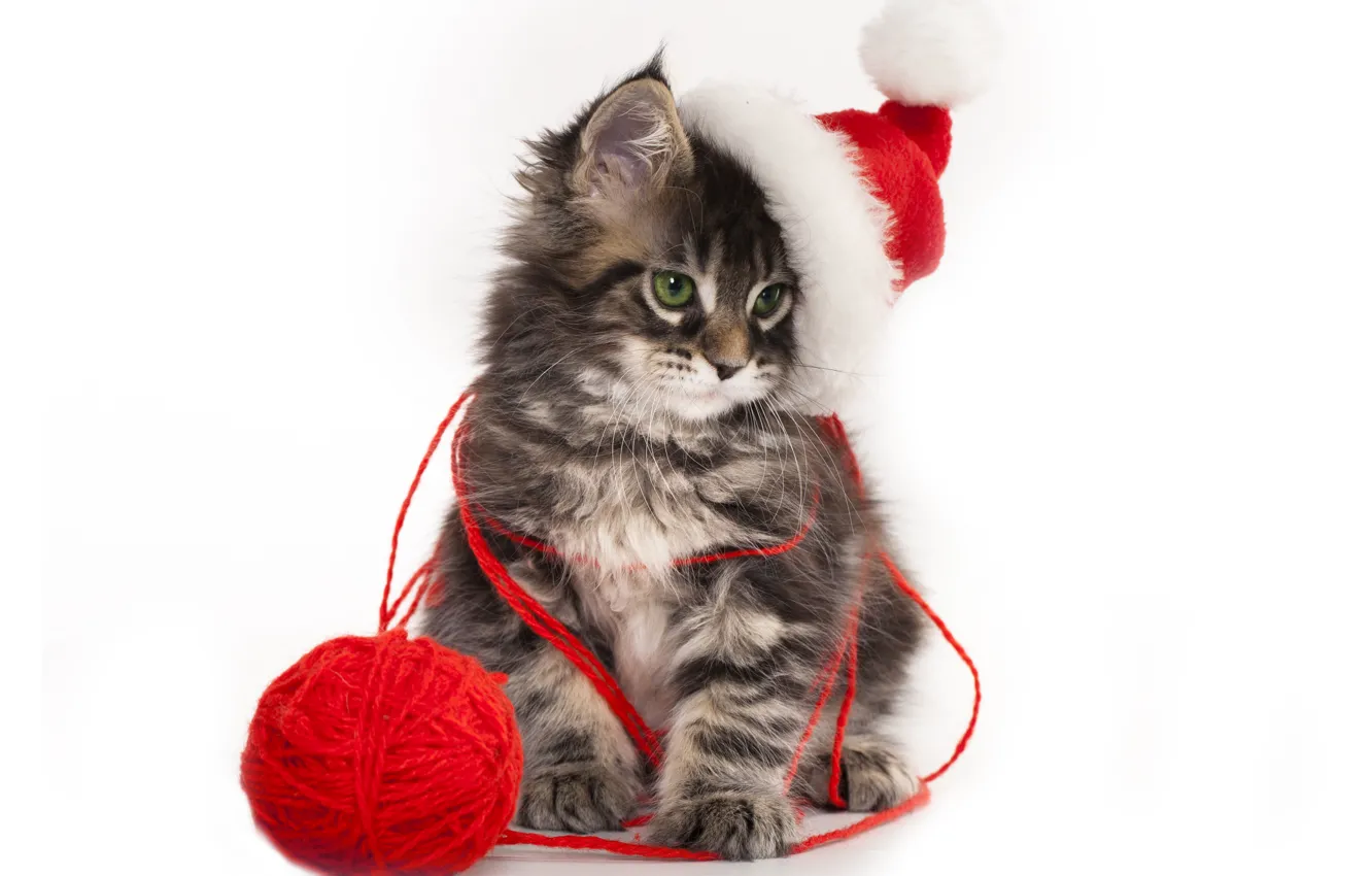 Photo wallpaper tangle, Kitty, Cat, Hat, New year, Animals, cap