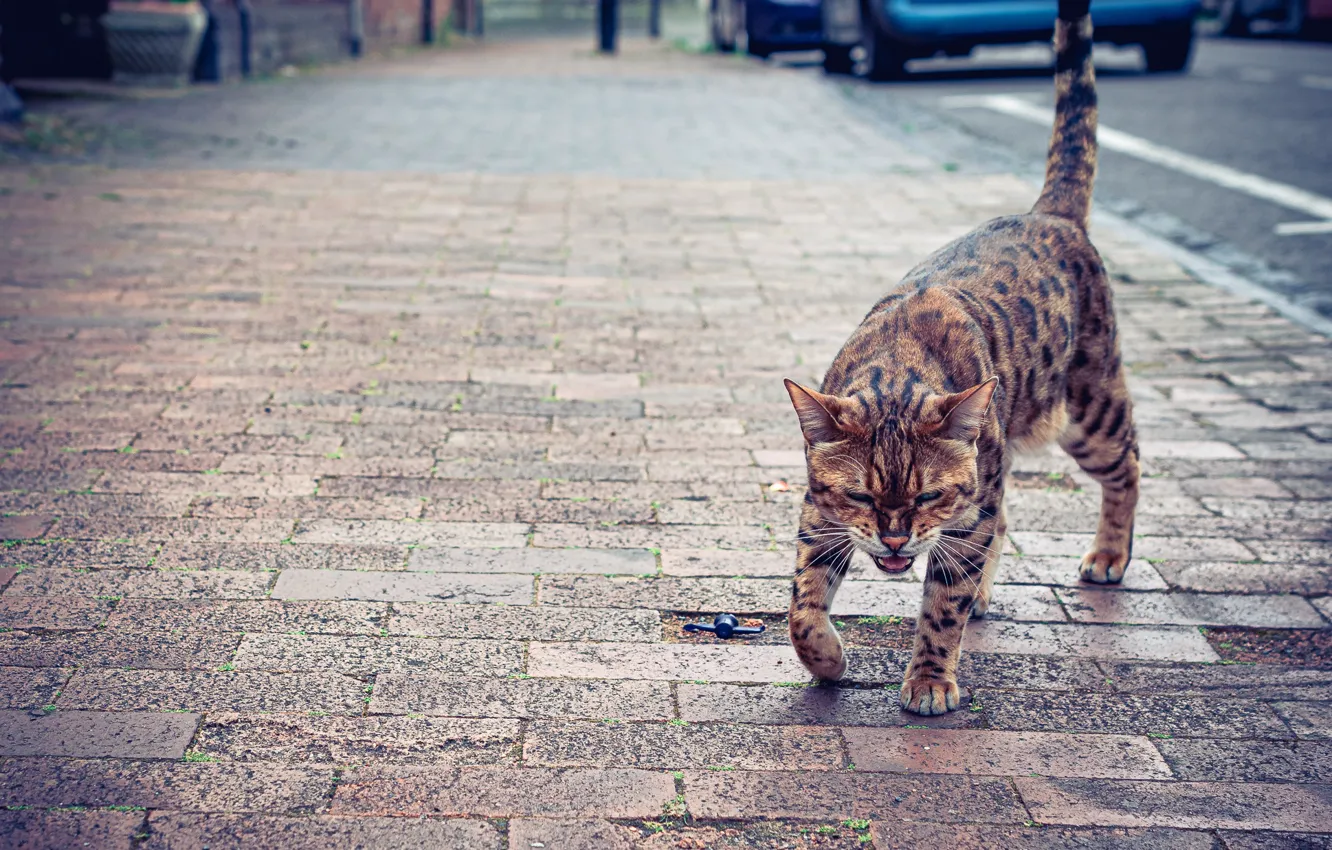 Photo wallpaper cat, street, evil