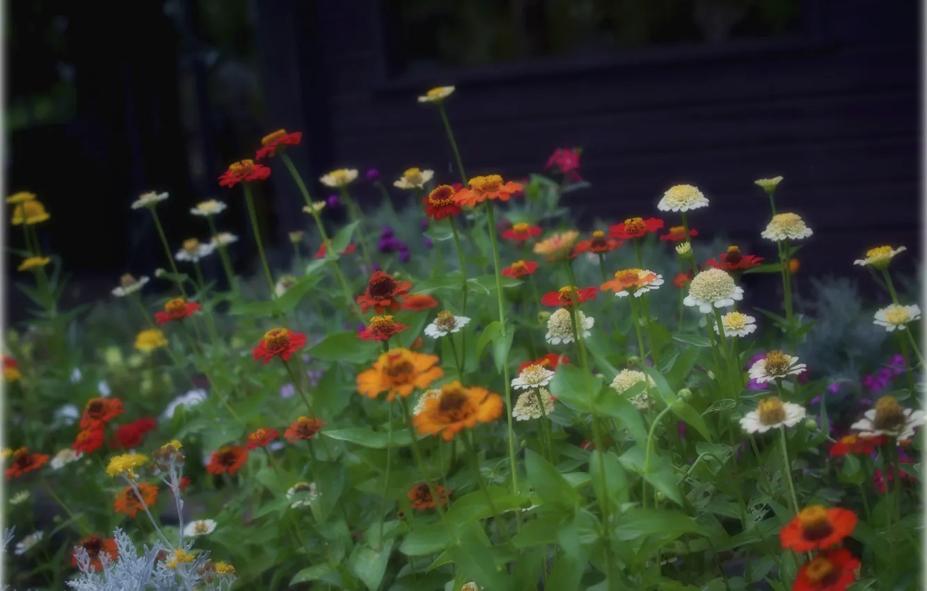 Photo wallpaper field, leaves, flowers, meadow, klumb