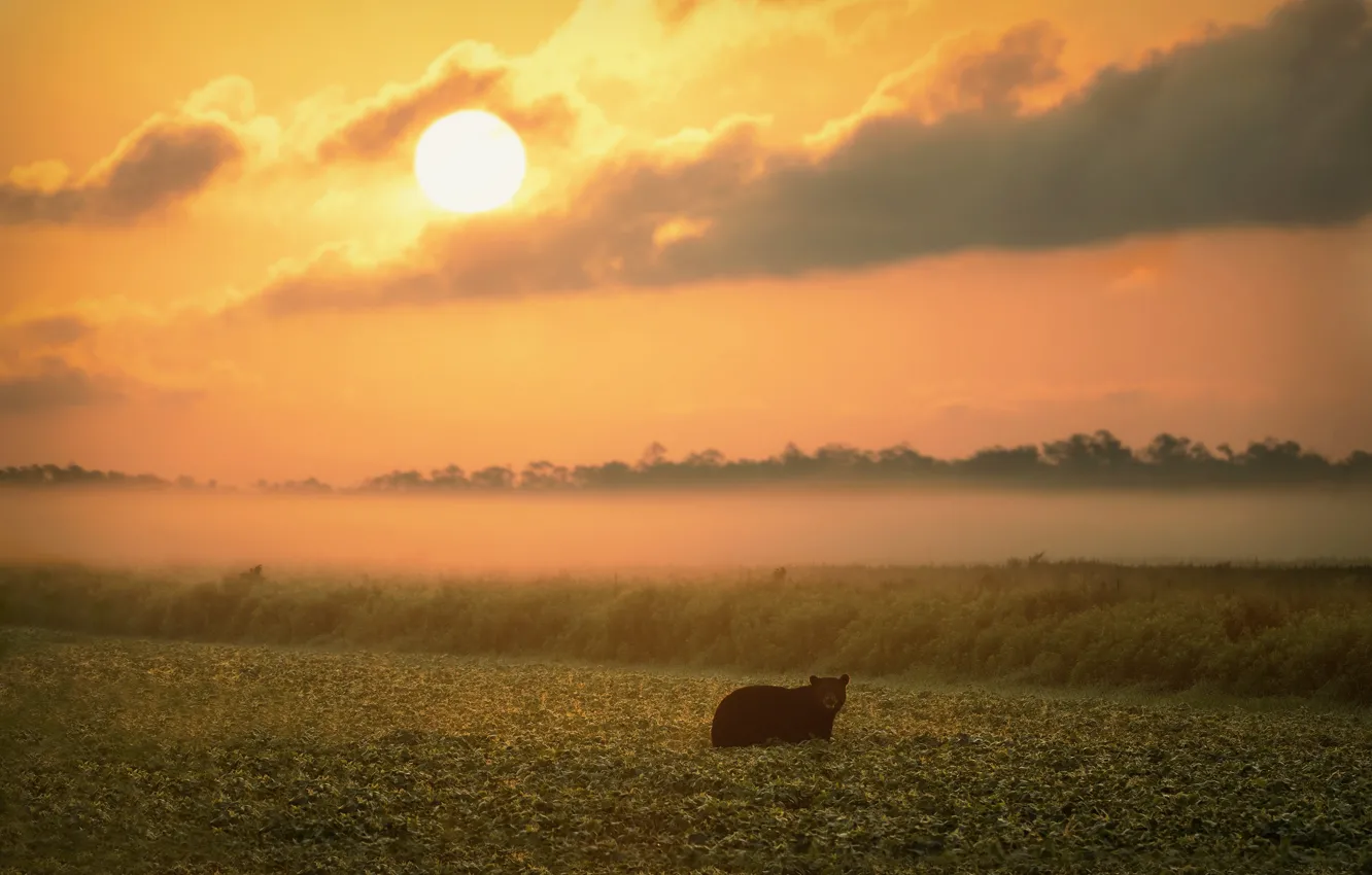 Photo wallpaper field, the sky, sunset, dawn, bear, walk