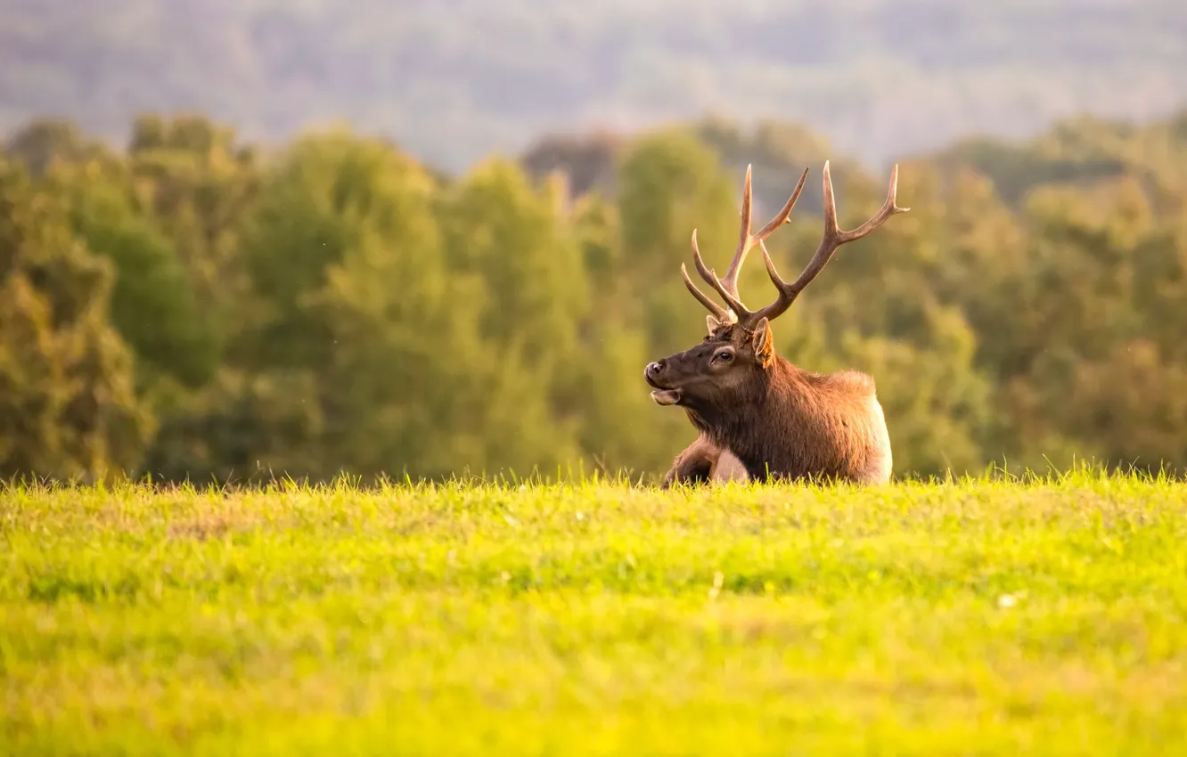 Photo wallpaper field, autumn, grass, trees, nature, deer, lies, horns