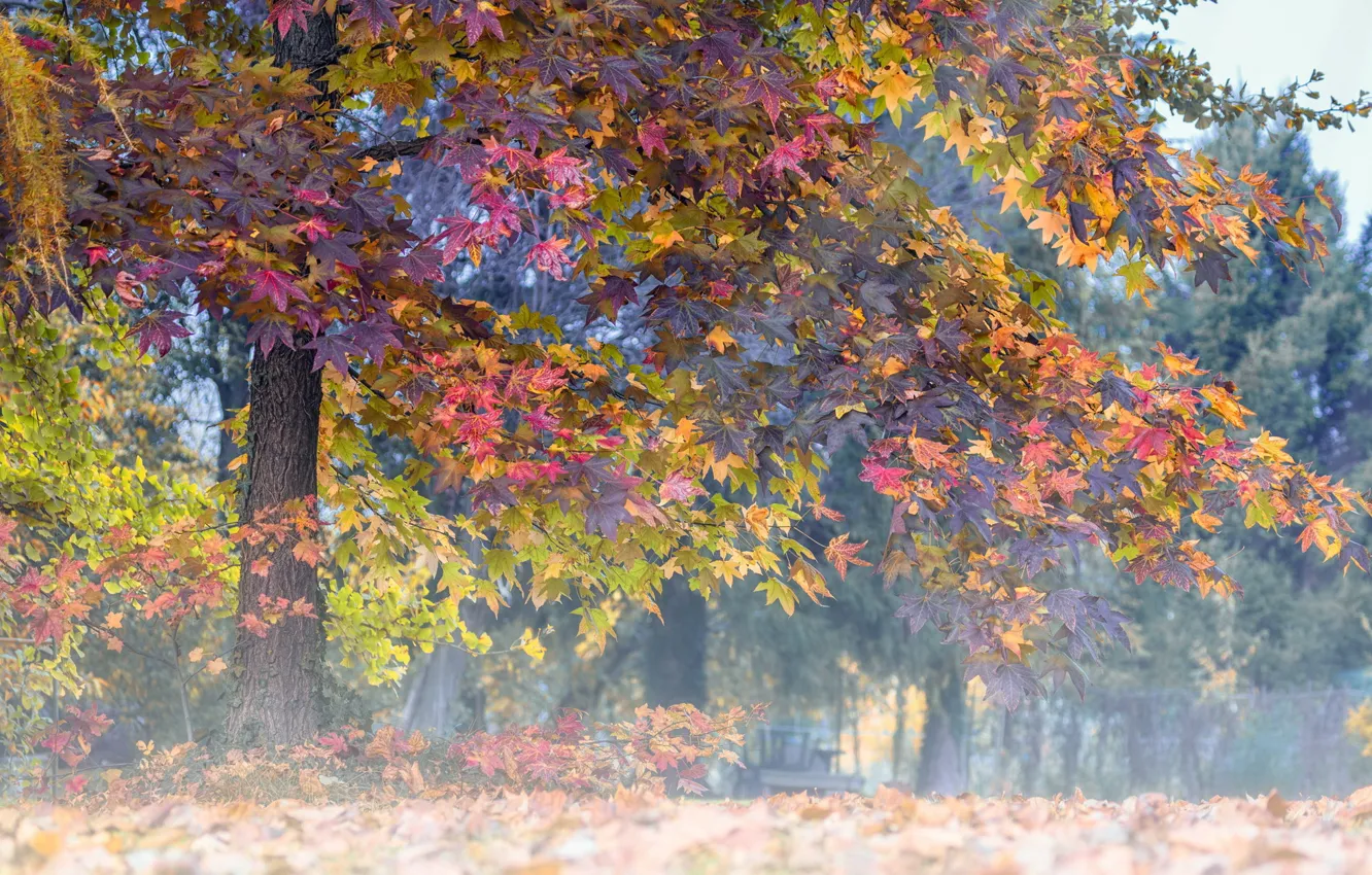 Photo wallpaper autumn, leaves, fog, tree