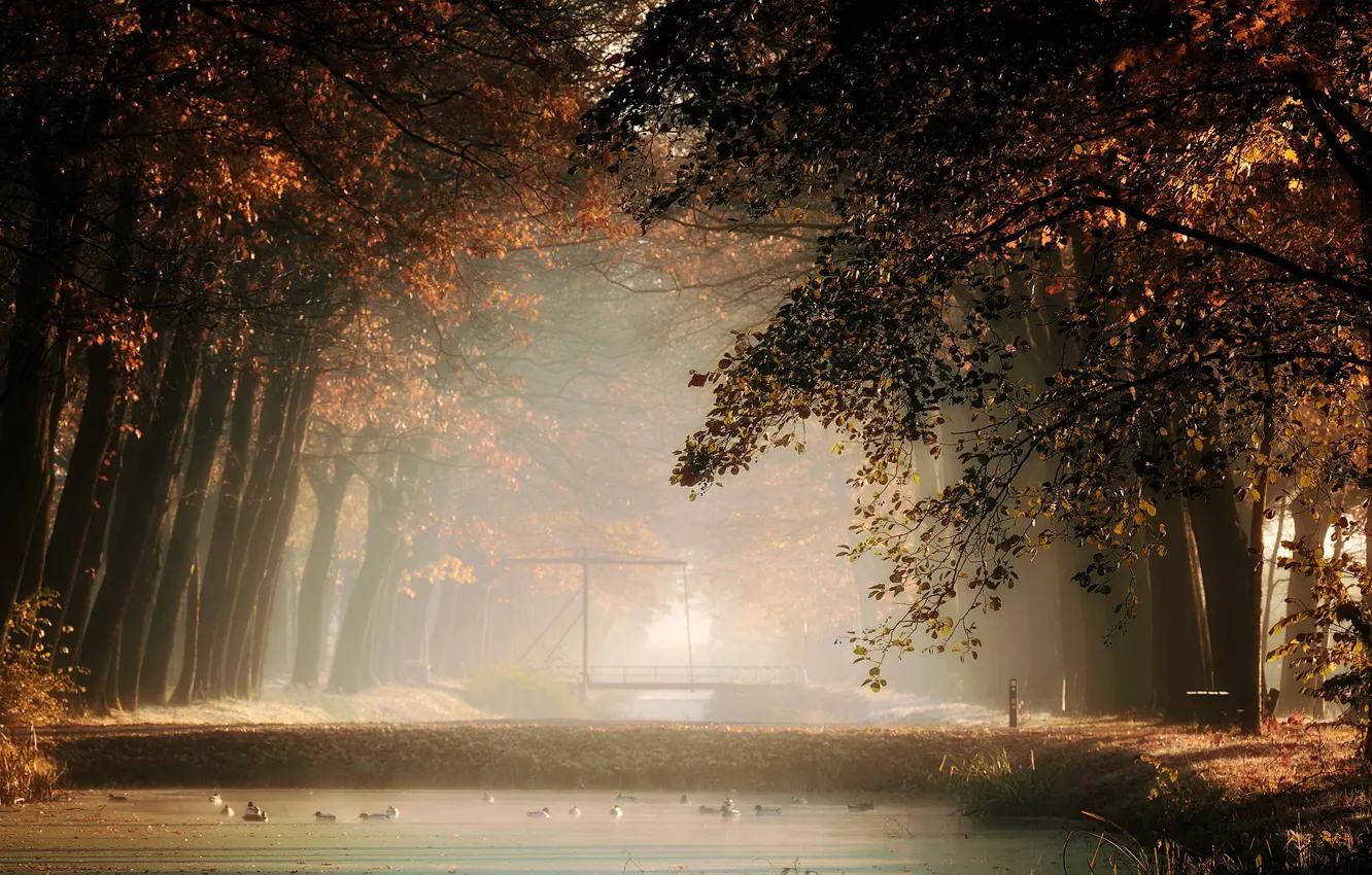Photo wallpaper autumn, fog, Park, channel