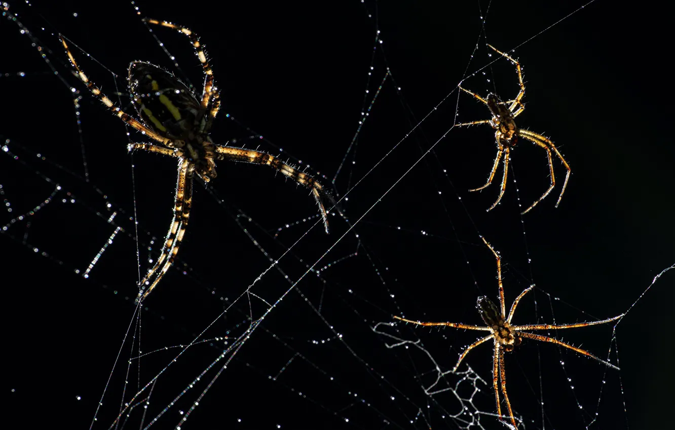 Photo wallpaper macro, nature, spiders