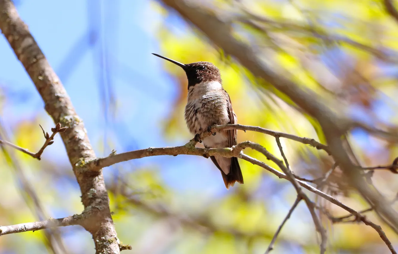 Photo wallpaper trees, branches, bird, Hummingbird