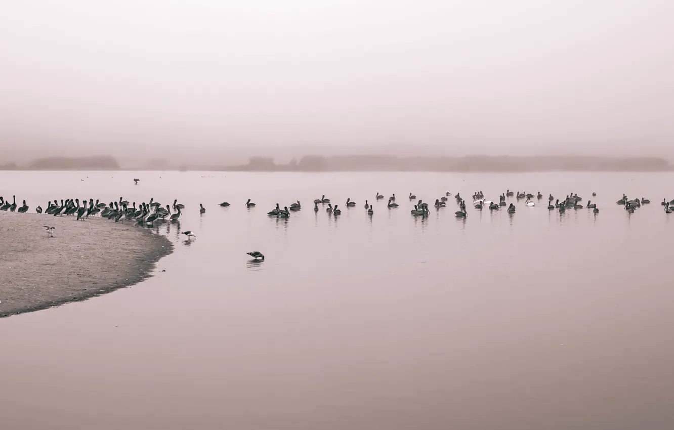 Photo wallpaper birds, fog, river