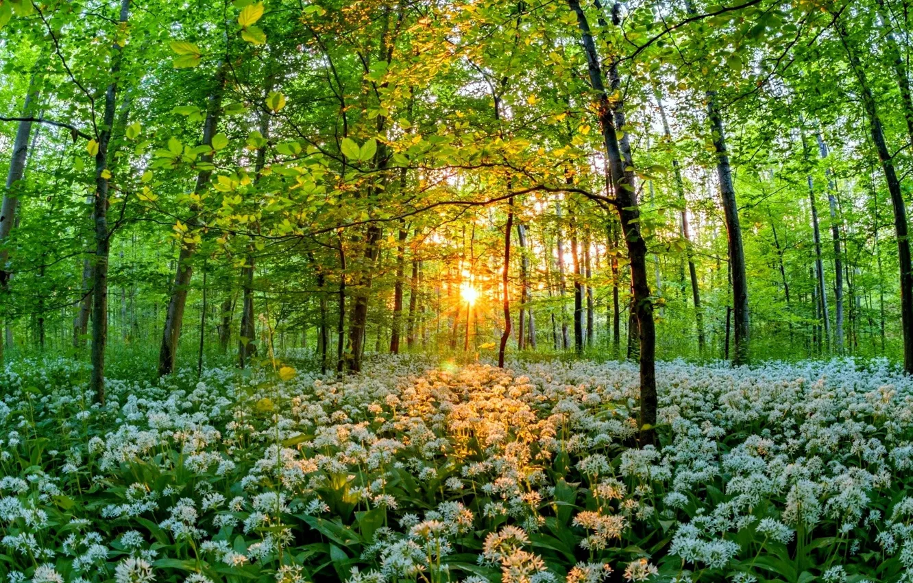 Photo wallpaper the sun, thickets, flowering, Grove